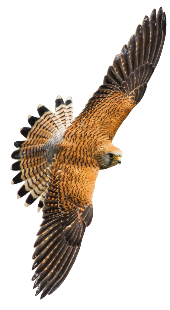 Falcon Eagle PNG