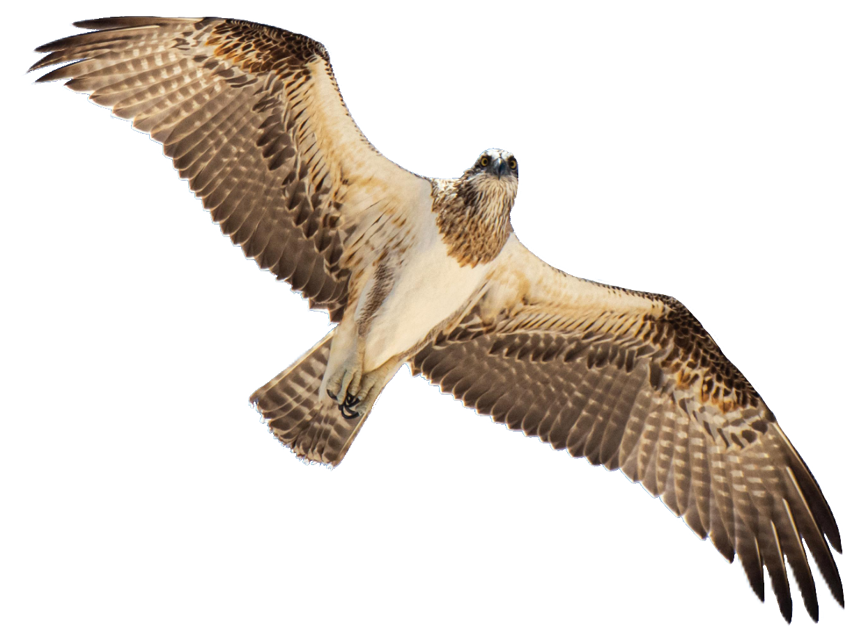 falcon-36