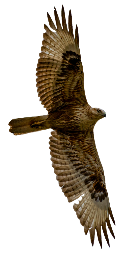 Falcon Eagle PNG
