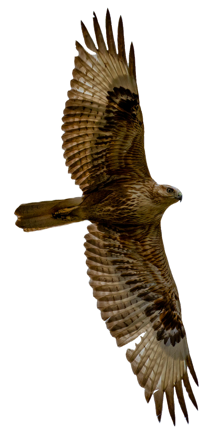 falcon-37