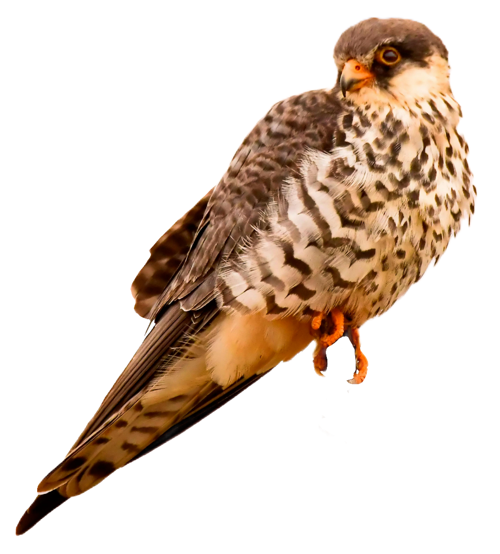 falcon-38