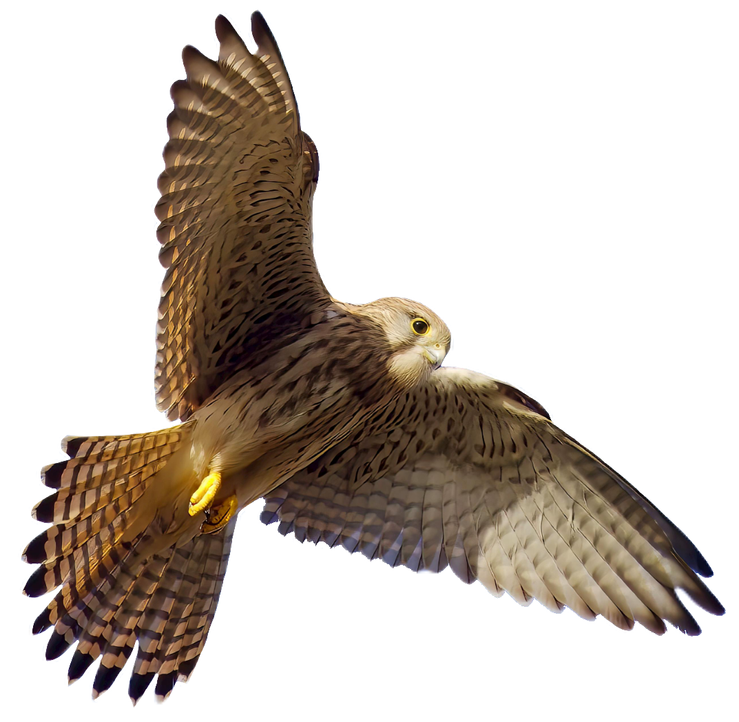 falcon-39