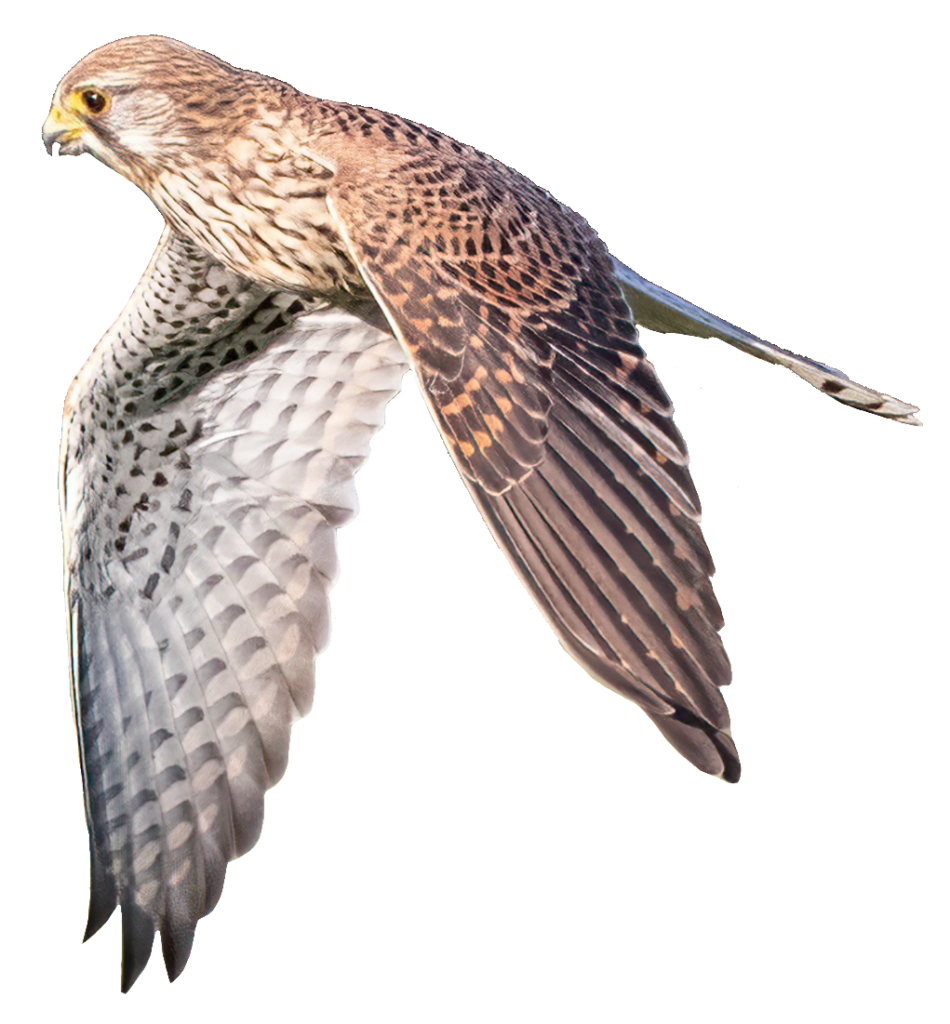 Falcon Bird PNG