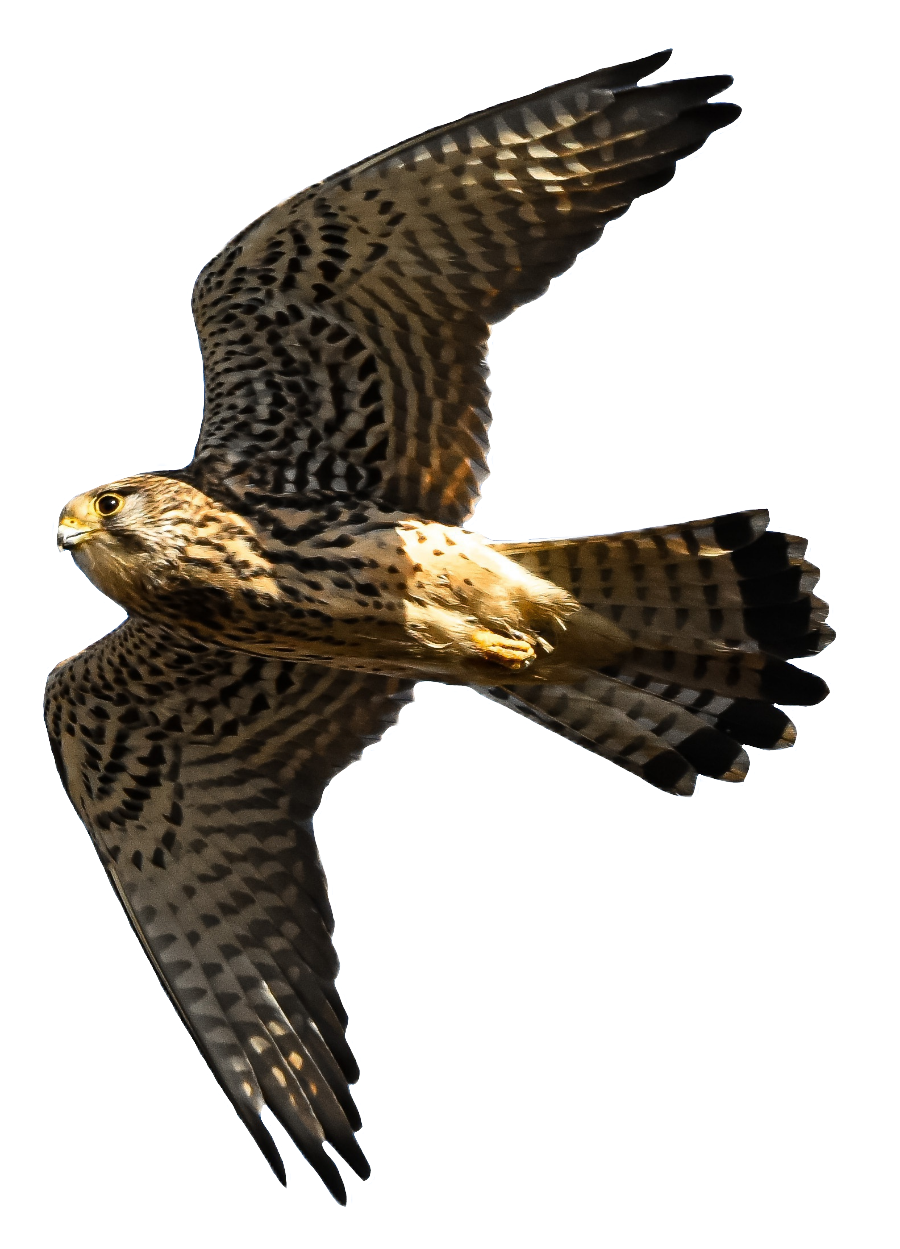 falcon-40