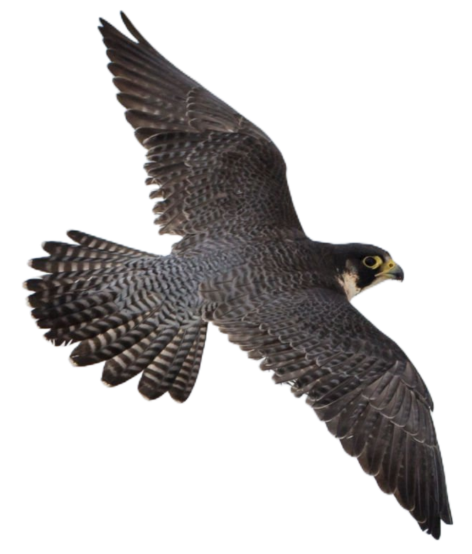 Flying Falcon PNG