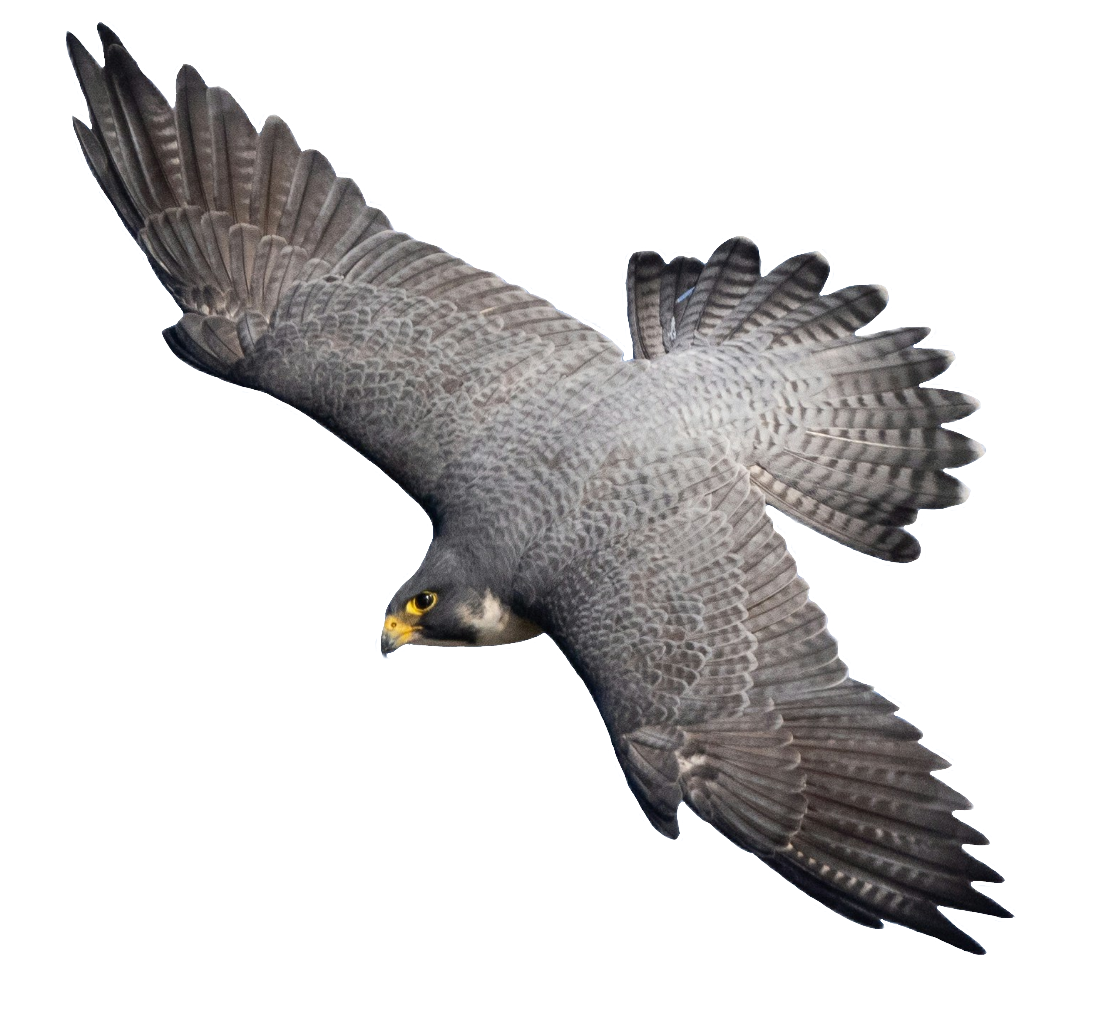 falcon-42