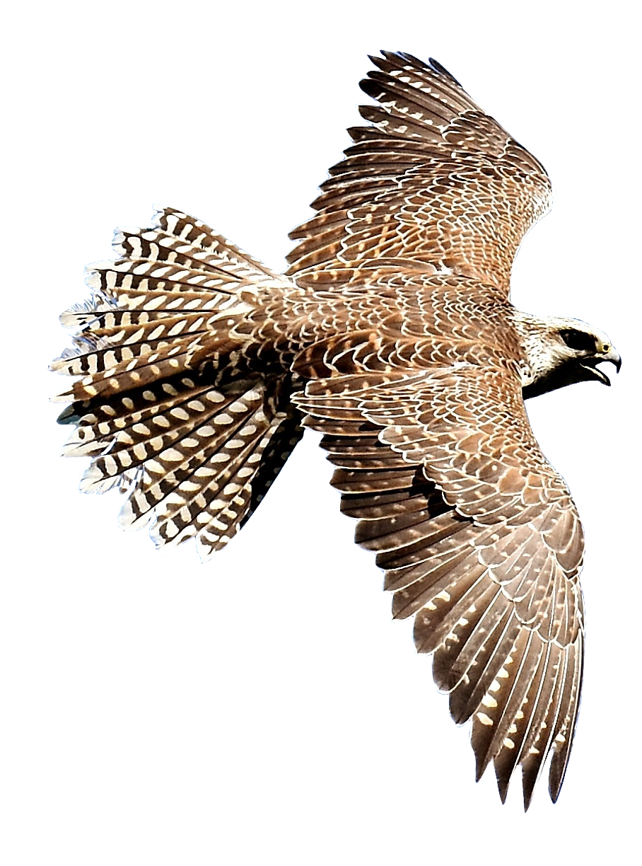 falcon-43