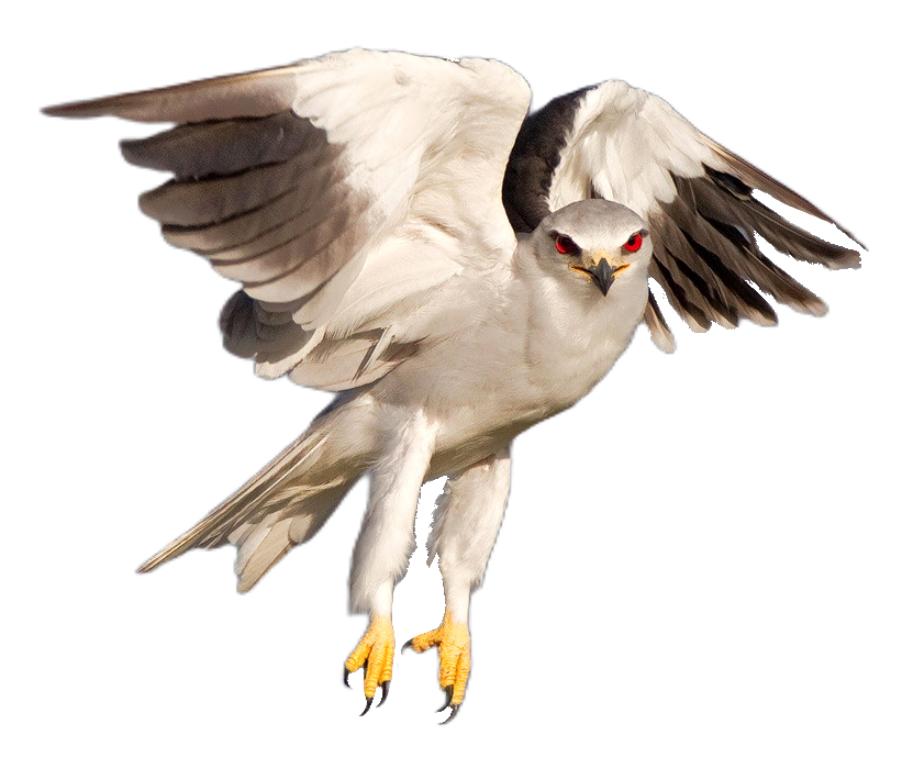 falcon-44