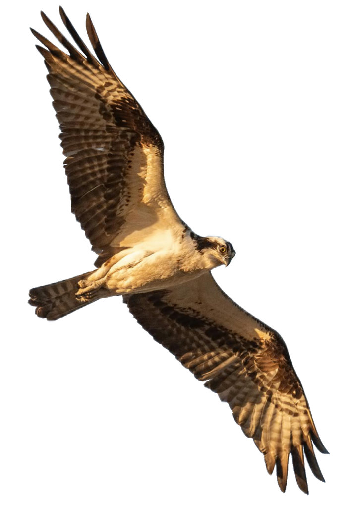 Transparent Falcon PNG