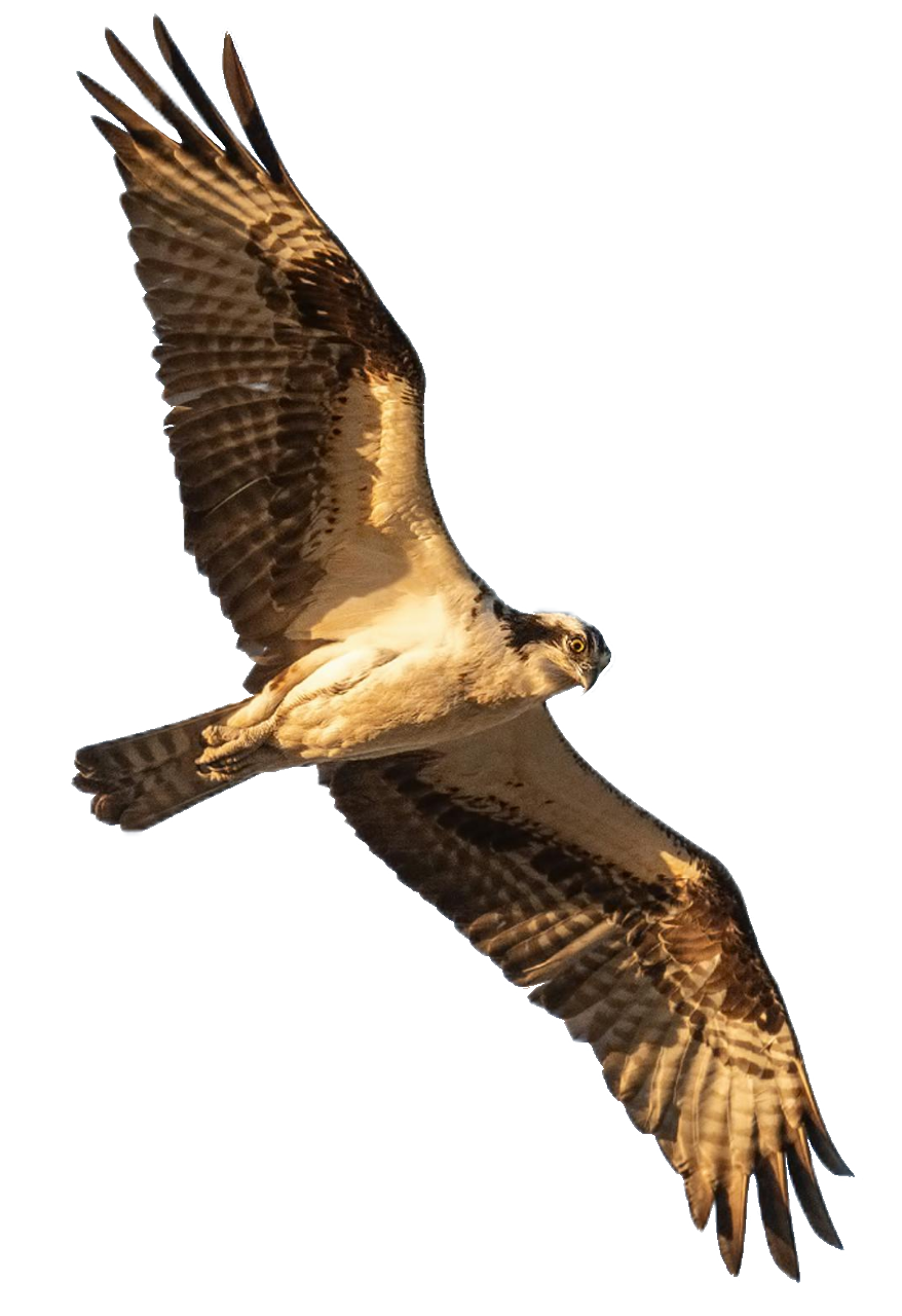 falcon-45