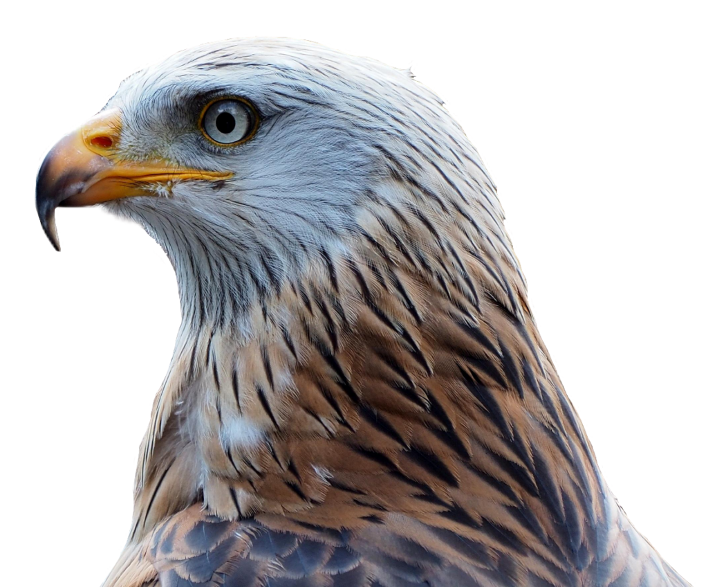 Falcon Bird Head PNG