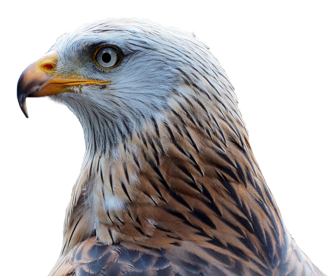 falcon-5