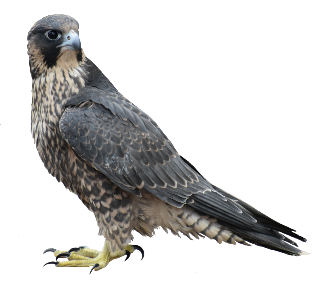 Transparent Falcon Bird PNG