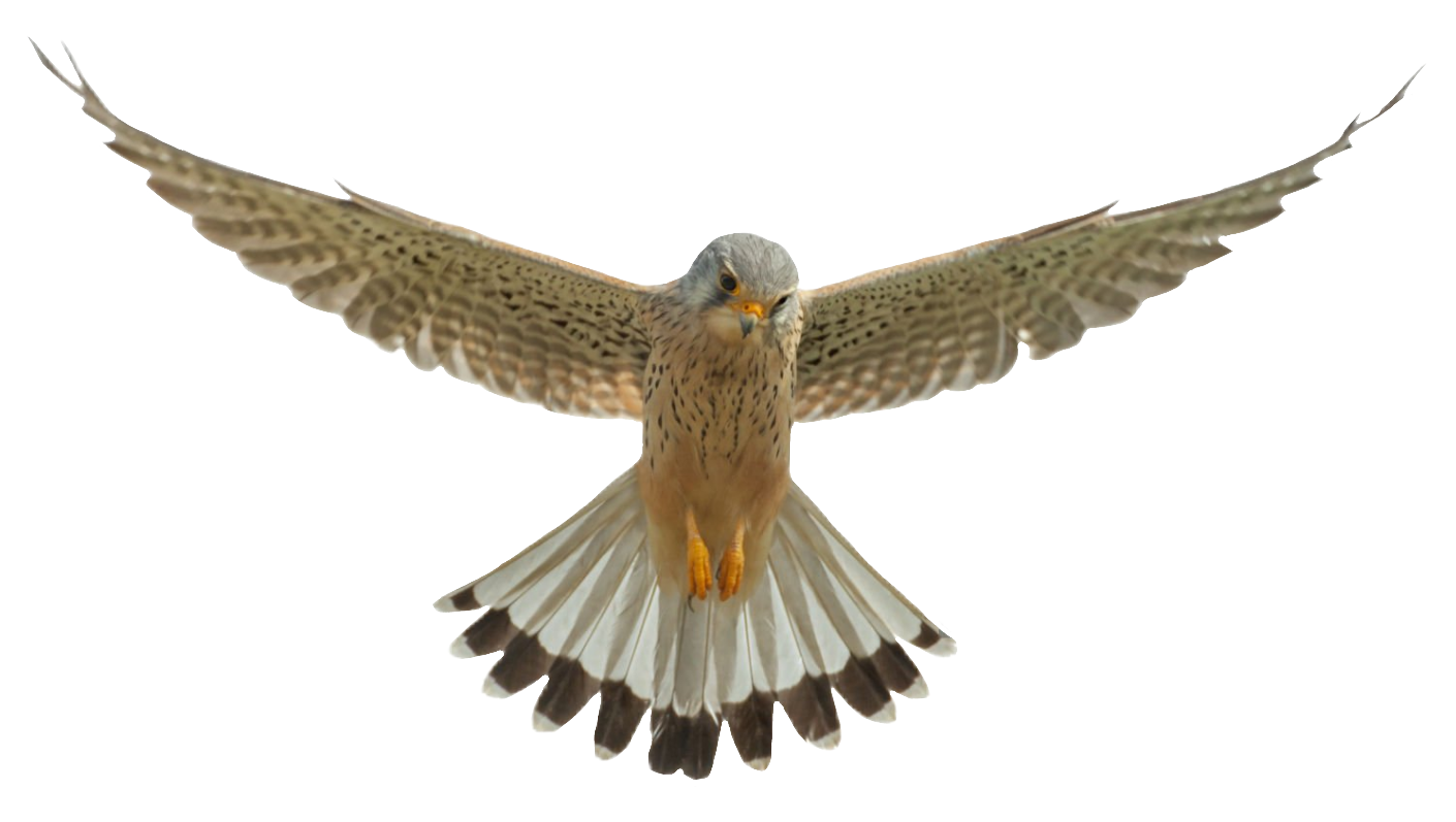 falcon-7
