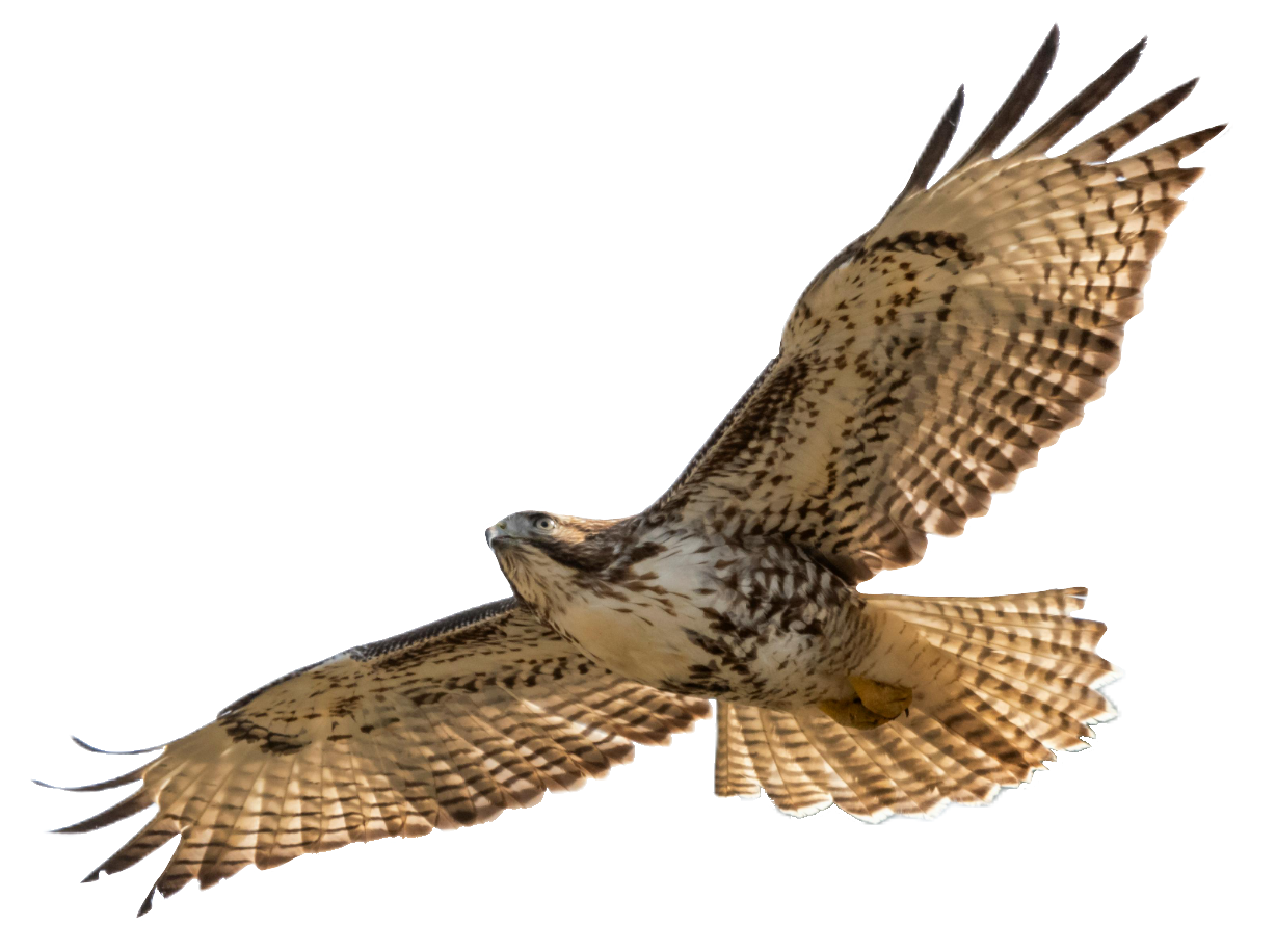 falcon-8