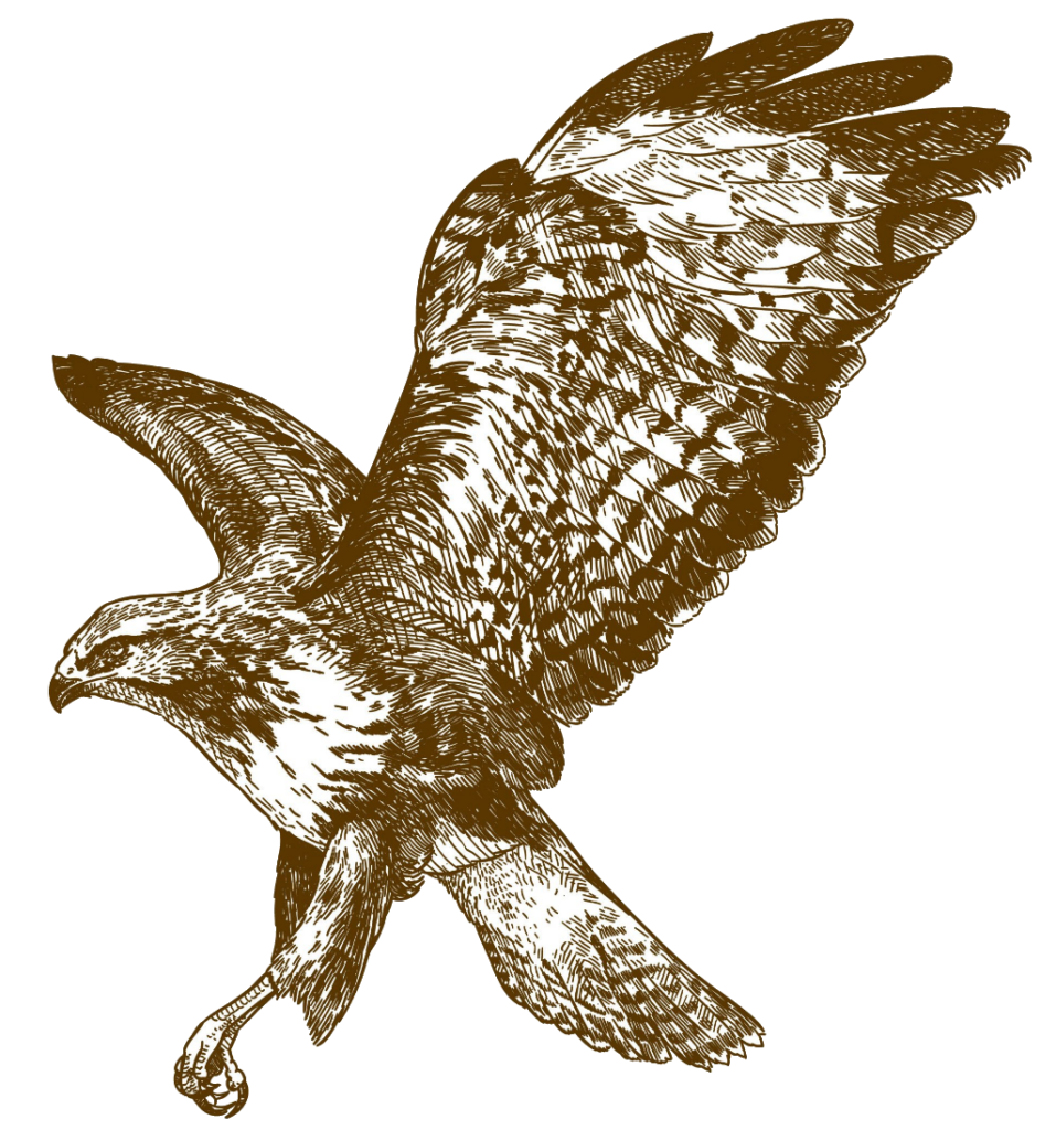 Falcon Bird Sketch PNG