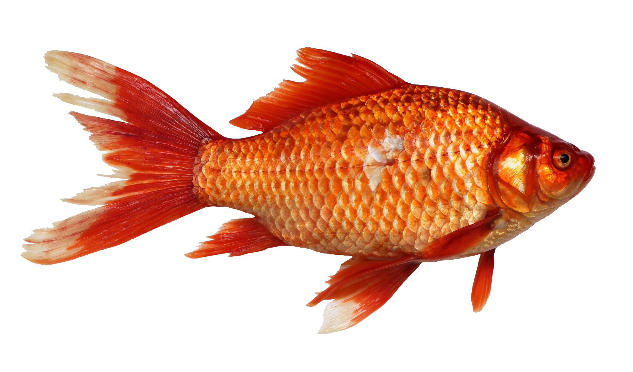 fish-44