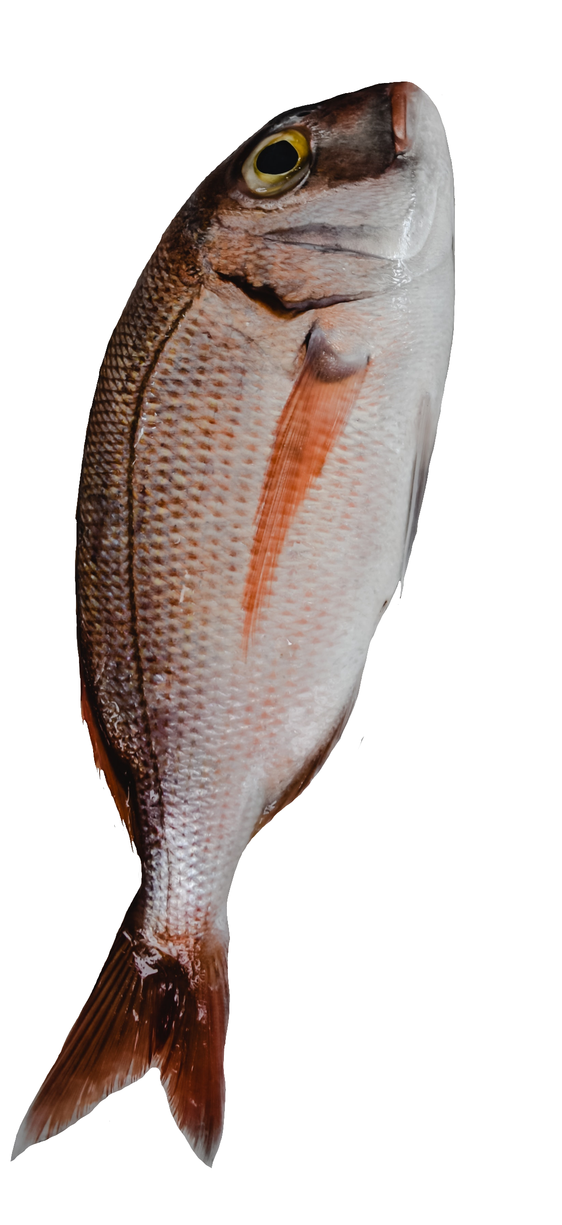 fish-45