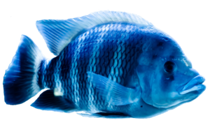 Blue Sea Fish Png