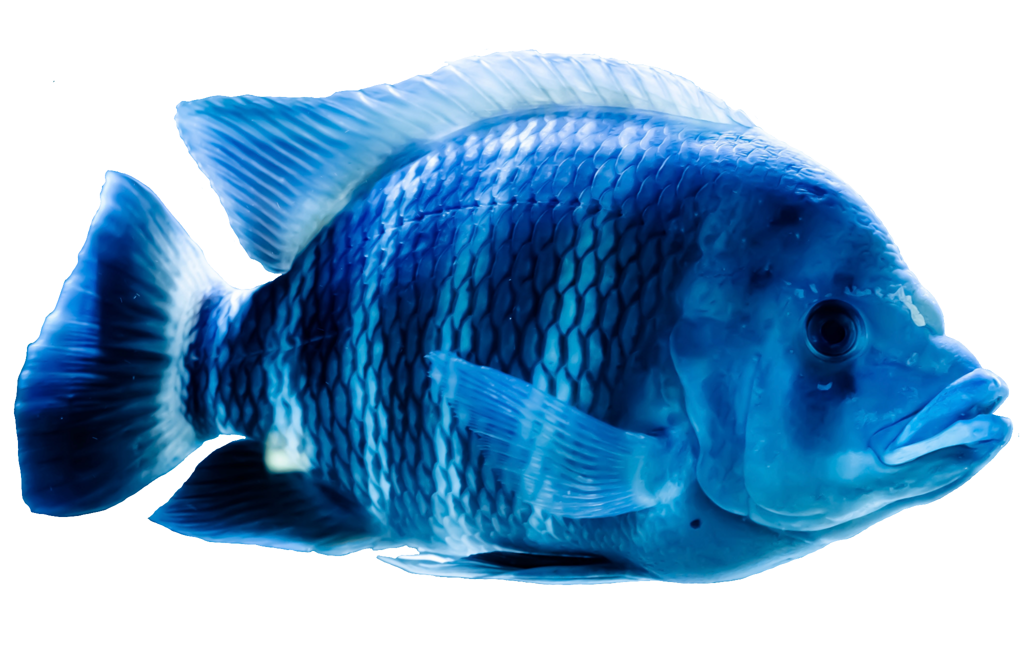 fish-46