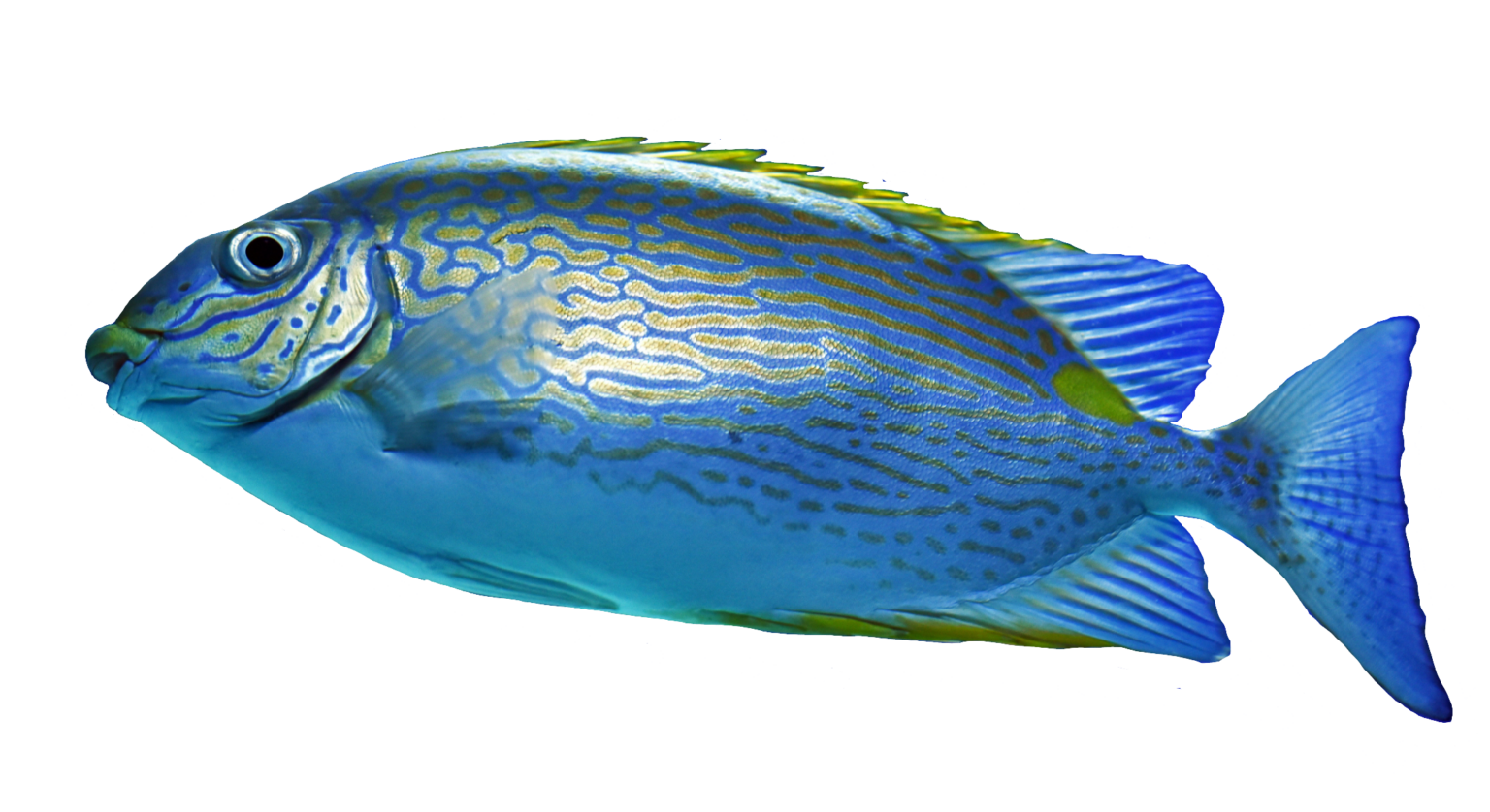 Fish PNG images free download - Pngfre