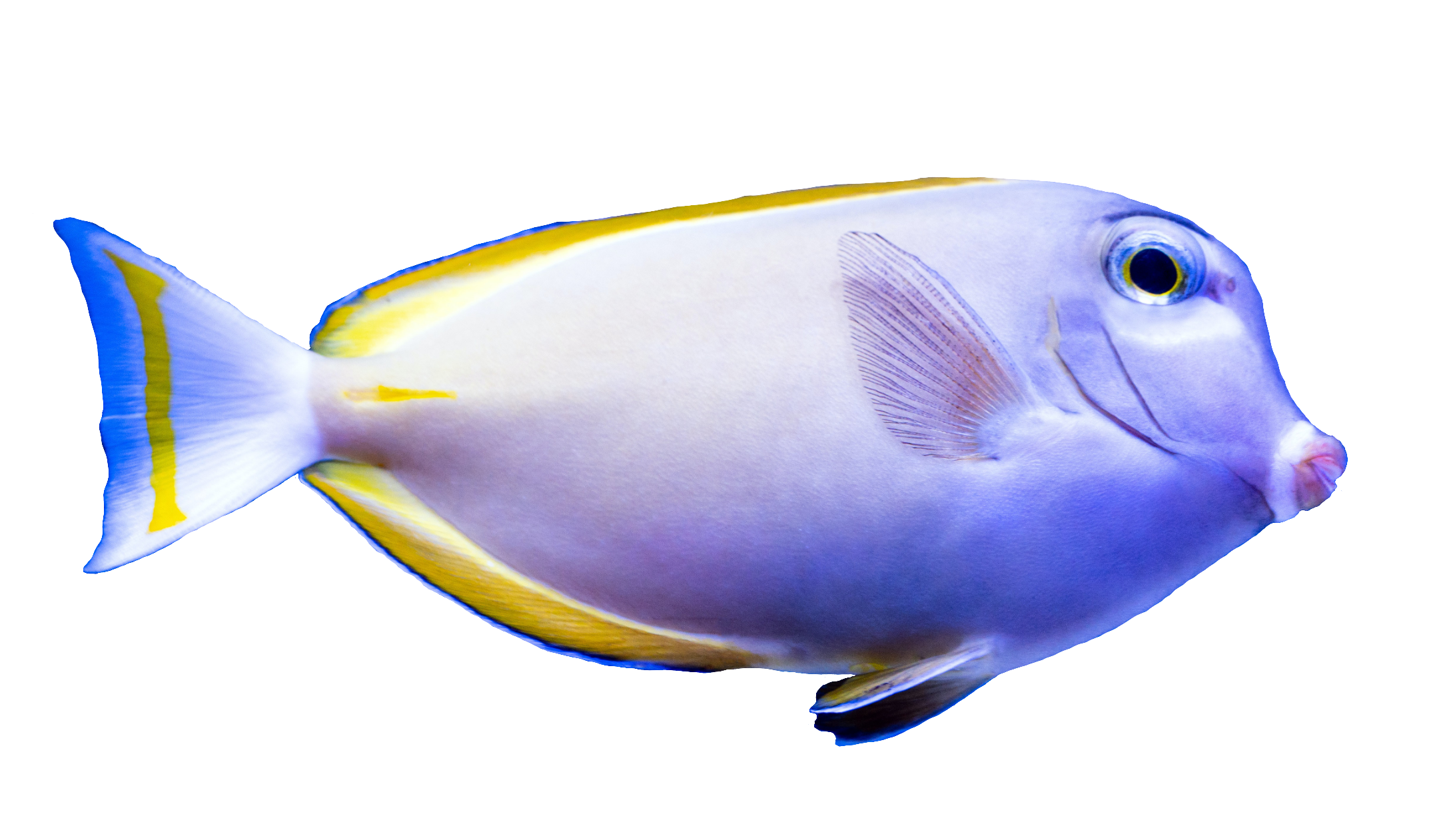 fish-48