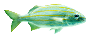 Green Aquarium Fish Png