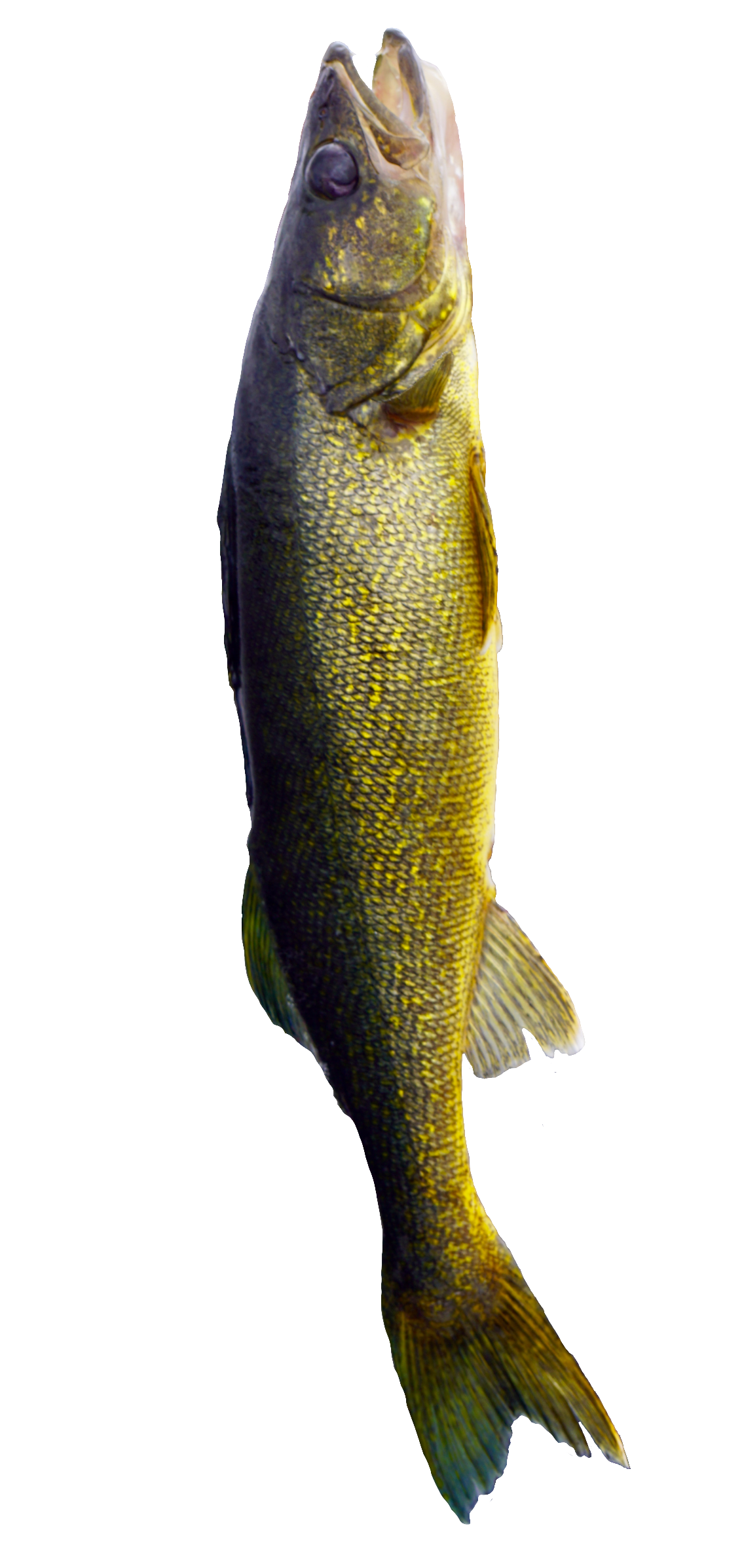 fish-50