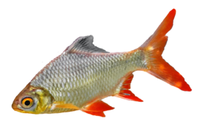 Goldfish Png Image
