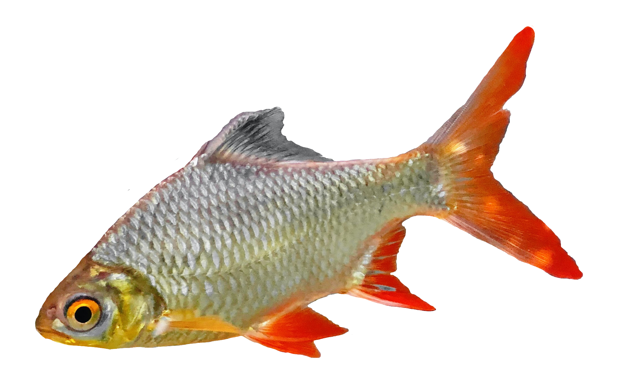 fish-51