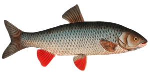 Aesthetic Fish Png Image
