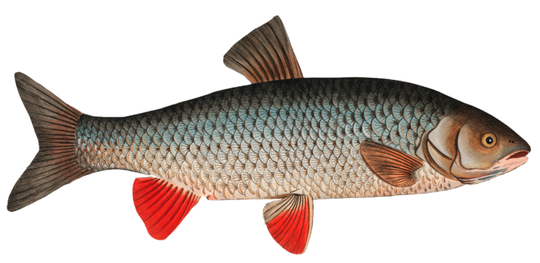 Fish PNG Transparent Images Free Download - Pngfre