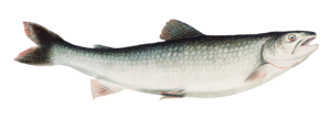 Aesthetic Fish Png Image