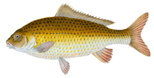 Aesthetic Fish Png