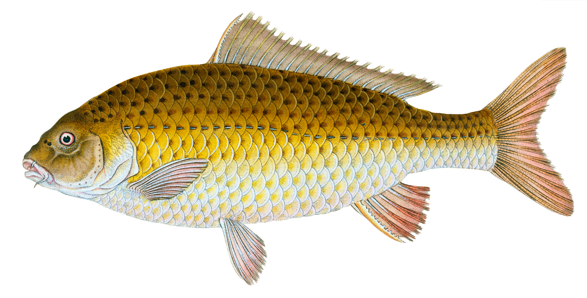 fish-57