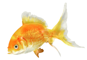 Realistic Goldfish Png
