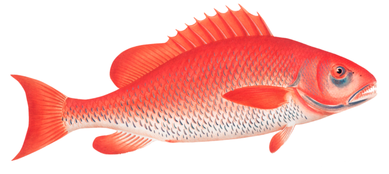 Fish PNG Transparent Images Free Download - Pngfre