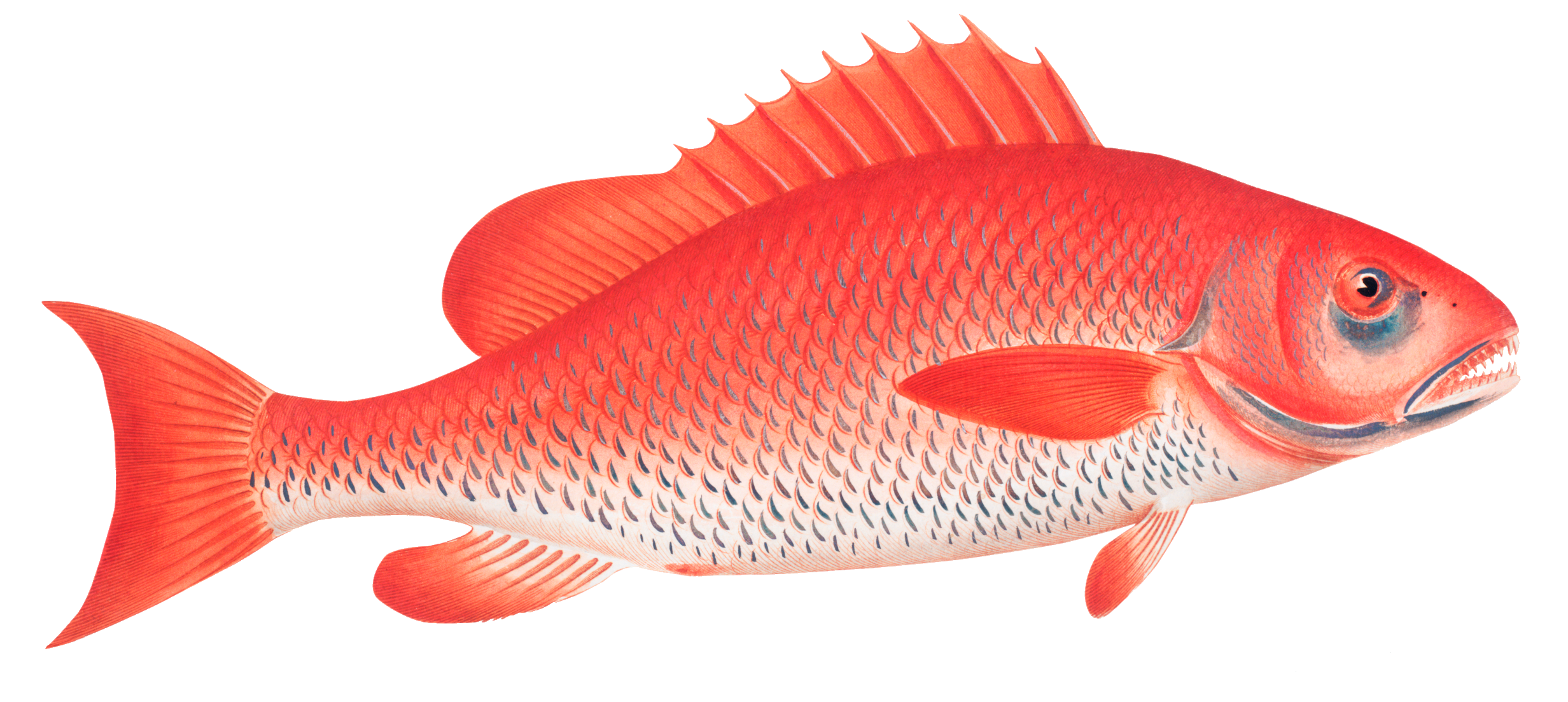 fish-60