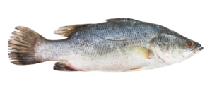Fish Png image