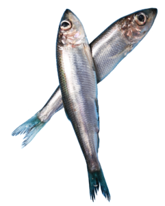 Fish PNG Transparent Images Free Download - Pngfre