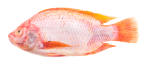 Red Fish Png Image