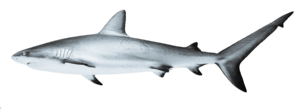 Shark Fish Png 