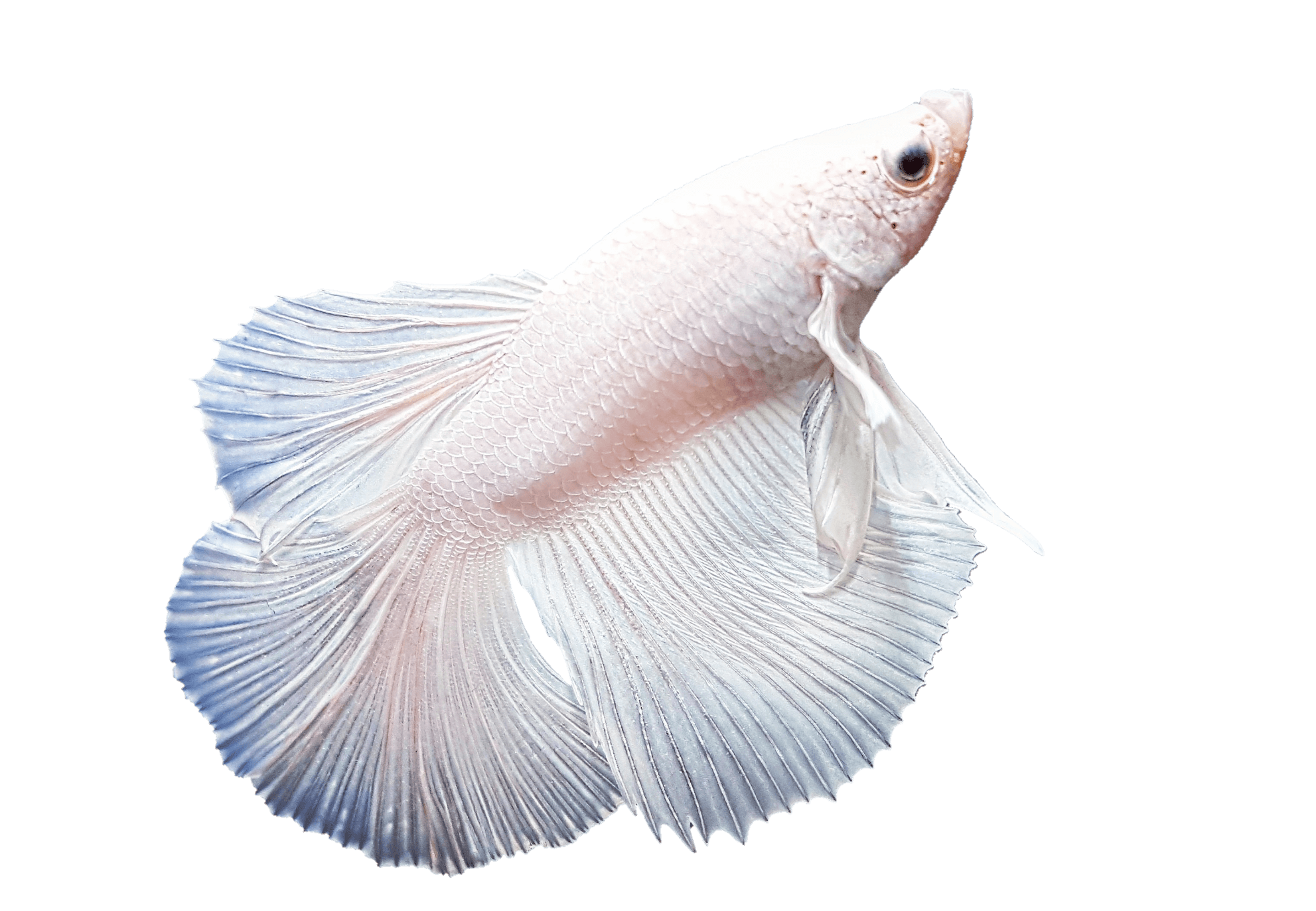 fish-png-from-pngfre-1