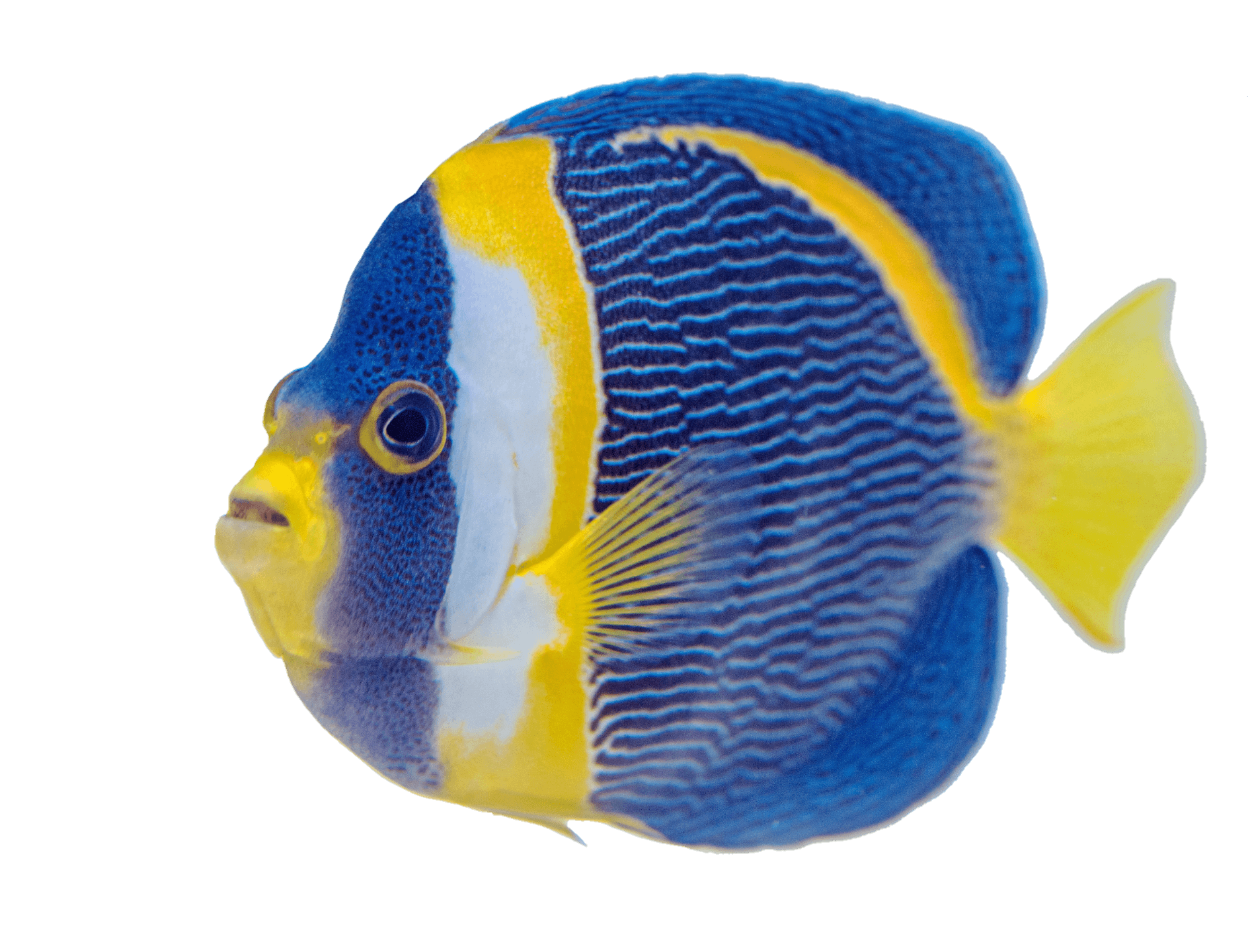 fish-png-from-pngfre-10