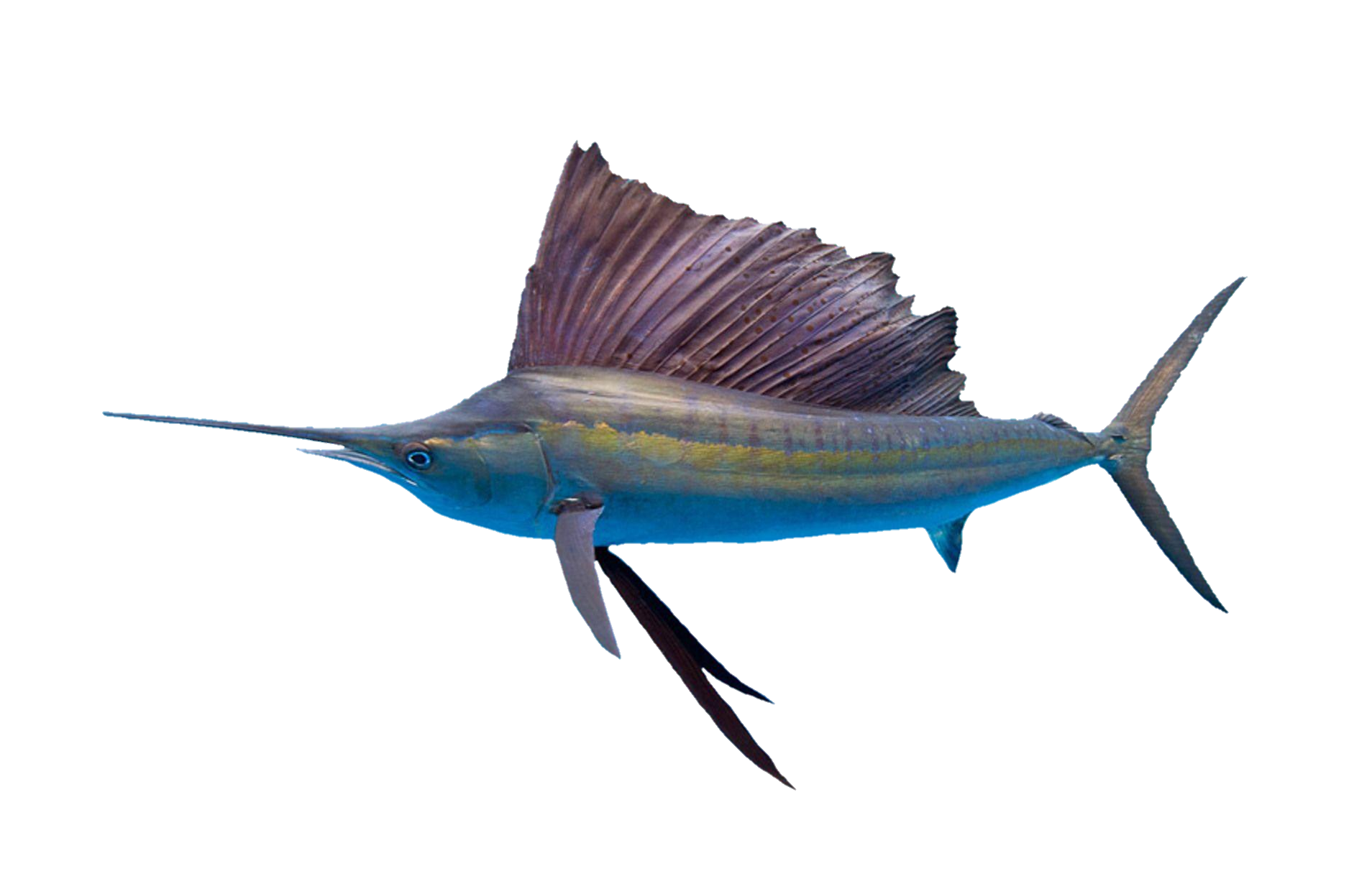 fish-png-from-pngfre-11