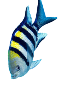 Ocean Fish Png