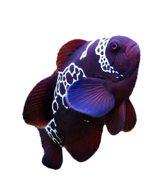Underwater Fish Png