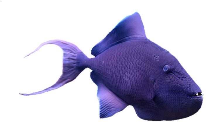 fish-png-from-pngfre-17