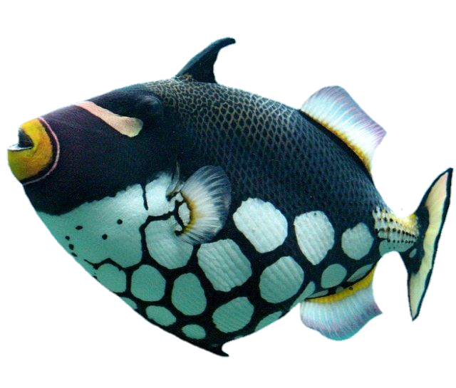 fish-png-from-pngfre-19