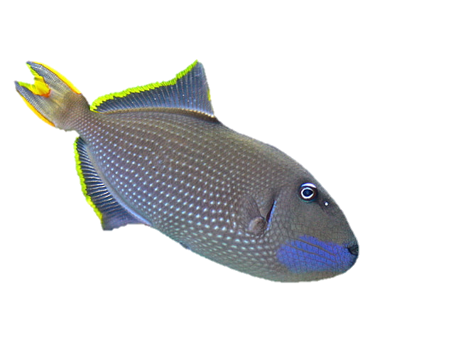 fish-png-from-pngfre-20